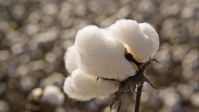 Chemically-modified cotton fibers are the basis for electrodes used in a new biofuel cell powered by glucose. (Credit: Georgia Department of Economic Development)