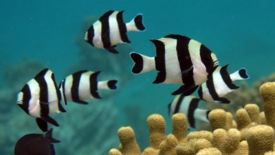 Juvenile fishes from a carbon dioxide seep, such as damselfishes (pictured above), were less able to detect predator odor than fishes from a control coral reef, according to a new study in Nature Climate Change.