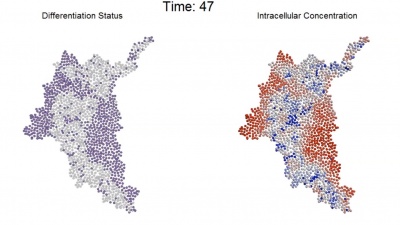 An agent-based computational model simulates the progression of intracellular molecular gradients and resultant differentiation patterns that emerge within a multicellular system. (Credit: Chad Glen, Georgia Tech)