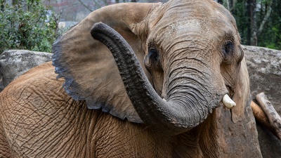 An African savanna elephant (Courtesy: Andrew Schulz/Zoo Atlanta)