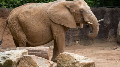 A new study demonstrates the physics that elephants use to feed themselves the massive quantities of leaves, fruit and roots needed to sustain their multi-ton bodies. (Credit: Zoo Atlanta)