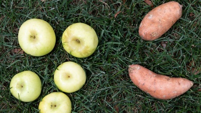 Apples and sweet potatoes were both in season during the September share.
Photo by Allison Carter