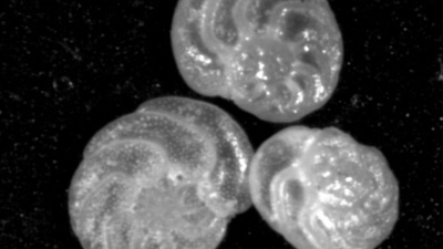 The research team analyzed the fossilized shells of bottom dwelling single-celled organisms (foraminifera) for specific oxygen and carbon isotope ratios. Credit: Jean Lynch-Stieglitz.