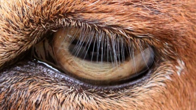 Eyelashes of 22 mammals, including goats (pictured) and humans are the same: one-third the length as the width of the eye.