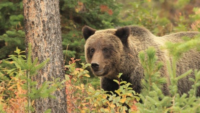 Grizzly bears (Ursus arctos), like this one photographed on the Bridger-Teton National Forest in Wyoming, require large areas to roam and tend to favor mesic, meadow and shrub habitats where there is ample food. (Credit: U.S. Forest Service)