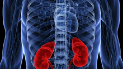 With kidney and liver transplant patients in mind, Emory and Georgia Tech researchers are exploring non-invasive imaging for the detection of immune rejection. With "immunoPET," they can see particular types of immune cells infiltrating a transplanted organ.