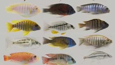 A display of the diversity in male cichlid fish. Researchers have sequenced the genomes and transcriptomes of five species, which offers insight into how diversity evolves. Credit: Ryan Bloomquist.