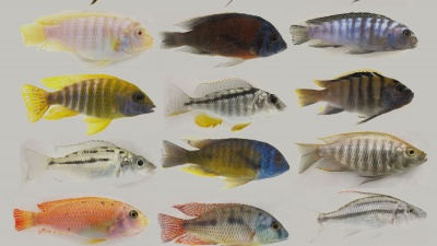 A display of the diversity in male cichlid fish. Researchers have sequenced the genomes and transcriptomes of five species, which offers insight into how diversity evolves. Credit: Ryan Bloomquist.