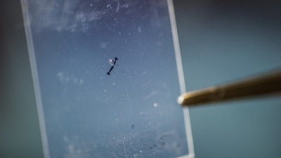 Researchers from the Georgia Institute of Technology and Columbia Engineering have made the first experimental observation of piezoelectricity and the piezotronic effect in an atomically thin material, molybdenum disulfide (MoS2). Shown is a sample of the material that could be the basis for unique electric generator and mechanosensation devices that are optically transparent, very light, and extremely bendable and stretchable. (Credit: Rob Felt)