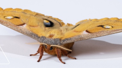Researchers found that hawkmoth flight muscles exhibit delayed stretch activation, a hallmark of asynchronous flight.
