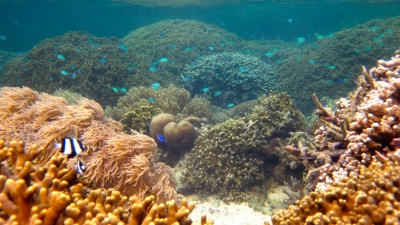 Fishes and healthy coral show the benefits of marine protected areas designed to protect reef ecosystems. (Credit: Cody Clements, Georgia Tech)
