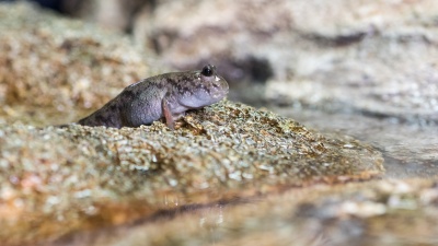 Researchers studied the motion of mudskippers to understand how early terrestrial animals might have moved about on mud and sand, including sandy slopes. This animal was photographed at the Georgia Aquarium in Atlanta.  (Credit: Rob Felt, Georgia Tech)