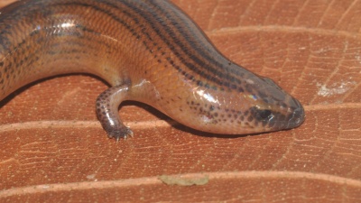 Closeup of a Brachymeles kadwa (an intermediate lizard species) on a leaf. Credit: Philip Bergmann, Clark University