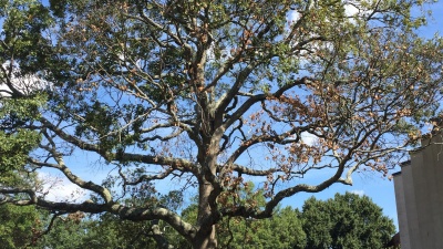 A 34-inch caliper Post Oak located at the transit hub on the south side of the Student Center is scheduled to be removed on Sept. 19. Tech’s Landscape Services department had an independent risk assessment and recommendation report conducted by Bartlett Tree Experts in August, and it was determined that, structurally, the tree has failed: 40 percent of its limbs are dead, and it is suffering from waterlog root decay. This tree has been deemed a high failure-high risk.