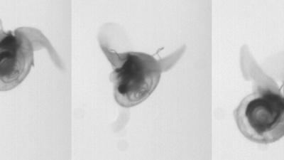 Sea butterflies, or Limacina helicina, is a zooplankton snail that lives in cold oceans.