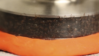 Ants were put in a rheometer, a machine used to test the solid-like and liquid-like response of materials such as food, hand cream or melted plastic.