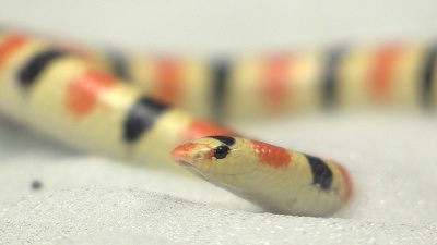 The shovel-nosed snake, which is found in the Mojave Desert of the southeast United States, has an elongated body and low-friction skin, which allow it to swim through sand rapidly and efficiently. It is shown here in a bed of sand in a Georgia Tech laboratory. (Credit: Jason Maderer)