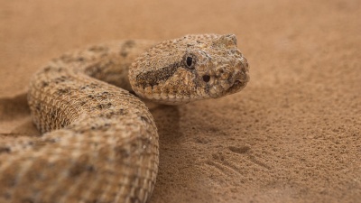A sidewinder snake is shown in a sand-filled trackway at Zoo Atlanta. Researchers from Georgia Tech, Carnegie-Mellon University, Zoo Atlanta and Oregon State University studied the snakes to understand the unique motion they use to climb sandy slopes. (Credit: Rob Felt)
