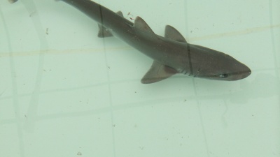 The smooth dogfish, a shark whose range includes the Atlantic Ocean off the eastern United States, could lose their ability to sense the smell of food if climate change if ocean acidification continues its current pace. Credit: Danielle Dixson