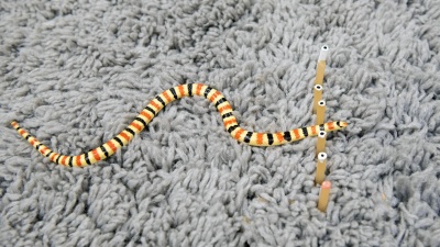 A Western Shovel-nosed snake moves through a force-sensitive set of rubber pegs. The pegs altered the direction of the snakes’ travel, but didn’t vary the waveform they used to move. (Photo: Allison Carter, Georgia Tech)