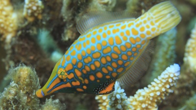 A filefish, pictured here, can create chemical camouflage by feeding on coral reefs. Credit: Tane Sinclair-Taylor