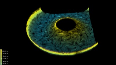 Image taken with a confocal microscope of a toroidal structure, false-colored by height. The worm-like structures are microtubules driven by kinesin motor proteins. (Credit: Perry Ellis, Georgia Tech)