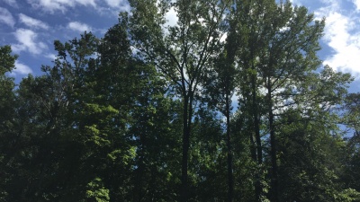 Trees are a source of cellulose, hemicelluloses, and lignin. A new process for upgrading lignin bio-oil to hydrocarbons could help expand use of the lignin, which is now largely a waste product left over from the productions of cellulose and bioethanol. (Credit: John Toon, Georgia Tech)