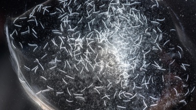 With support from the National Science Foundation, Georgia Tech researchers are studying Spirostomum ambiguum, a tiny single-celled protozoan that achieves blazing-fast acceleration while contracting its worm-like body. (Credit: Rob Felt, Georgia Tech)