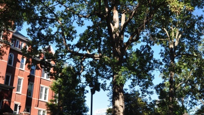The White Oak (Quercus alba) near Tech Tower Lawn is one of the oldest and largest trees in Atlanta metro area. It can be seen in images of Tech Tower circa 1888. According to the USDA Forest Services i-Tree calculations, this tree alone has the carbon storage capacity of 11,177 lbs  – the same amount of energy released when burning 2,092 gallons of gasoline. A tree of this size typically sequesters an additional 217 lbs of carbon every year. Energy calculations generated using www.epa.gov/cleanenergy/en