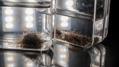 Large groups of California blackworms form “worm blobs” that create collective behaviors that improve the survival of individuals organisms. (Credit: Christopher Moore, Georgia Tech)