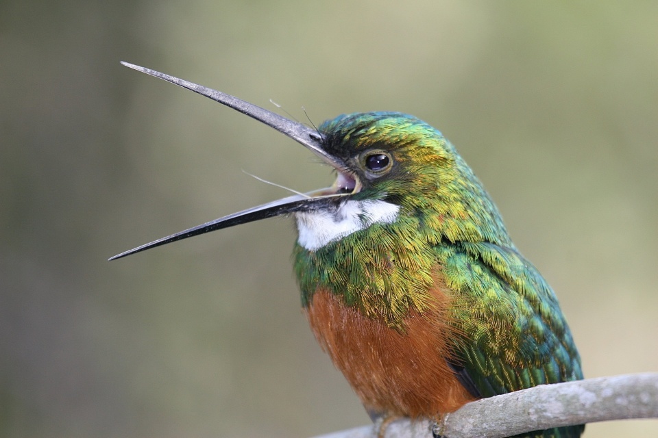 A rufous-tailed jacamar (Photo by Benjamin Freeman)