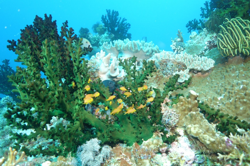 A school of planktivorous fish sheltering around a coral on a reef in the Solomon Islands in the Coral Triangle. Photo by Mark Hay 