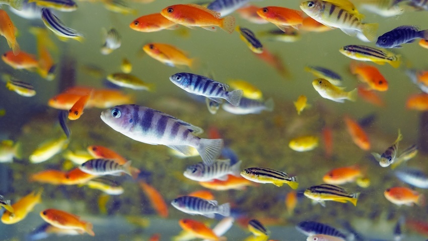 A variety of brightly colored Lake Malawi cichlids share a freshwater aquarium.