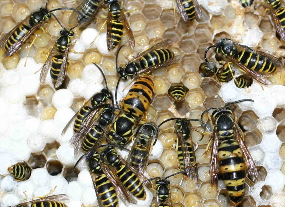 Vespula maculifrons queen, gyne, and males. 