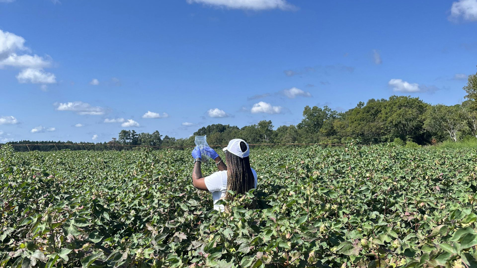 A researcher works in a cotton field in Jenkins County, Georgia, as part of a project on AI and pesticide use. Dorothy Seybold