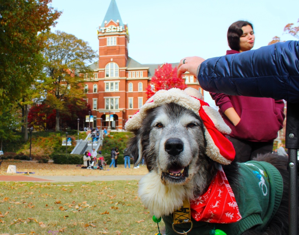 Big Bear at the December Parents With Pups event. 