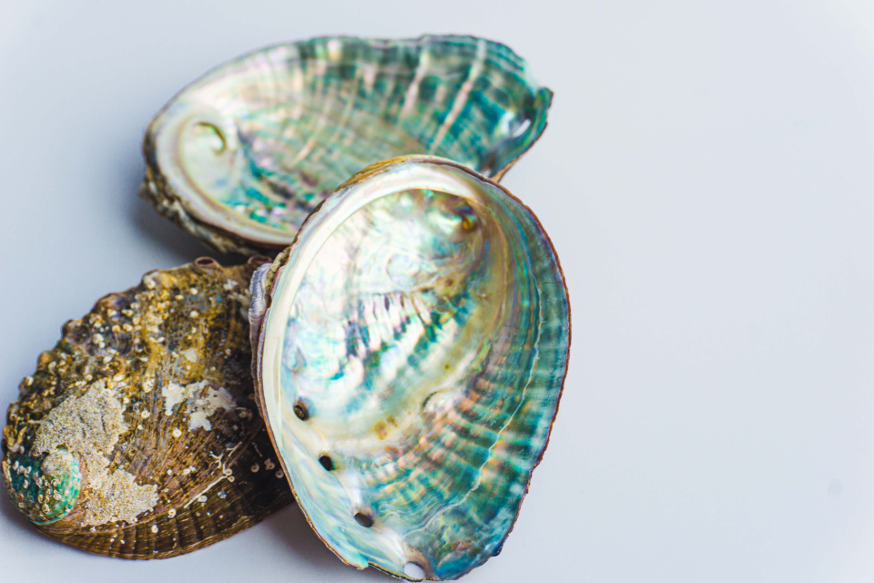 Seashells