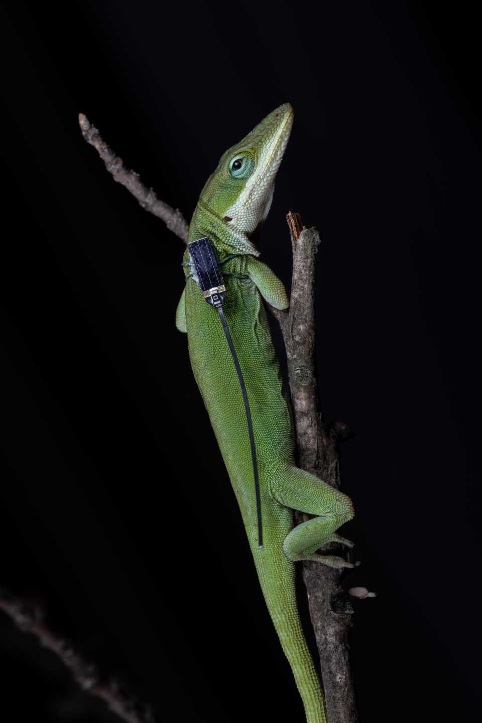 A lizard wearing one of the sensors, which weigh just three-hundredths of a gram each — the same as a two grains of rice. (Credit: Jon Suh)
