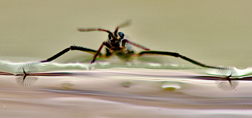 water-bug-hero.jpg