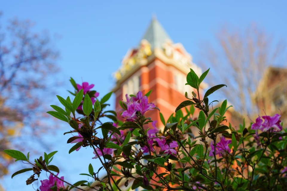 Tech tower in the background of pink spring flowers.