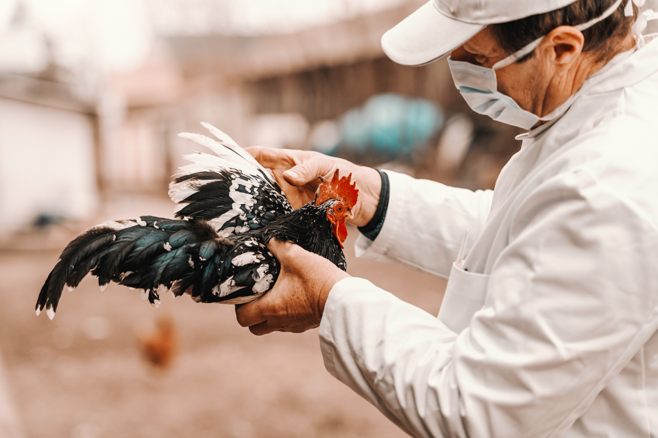 A man wearing a surgical mask and white coat examines a black and white chicken.